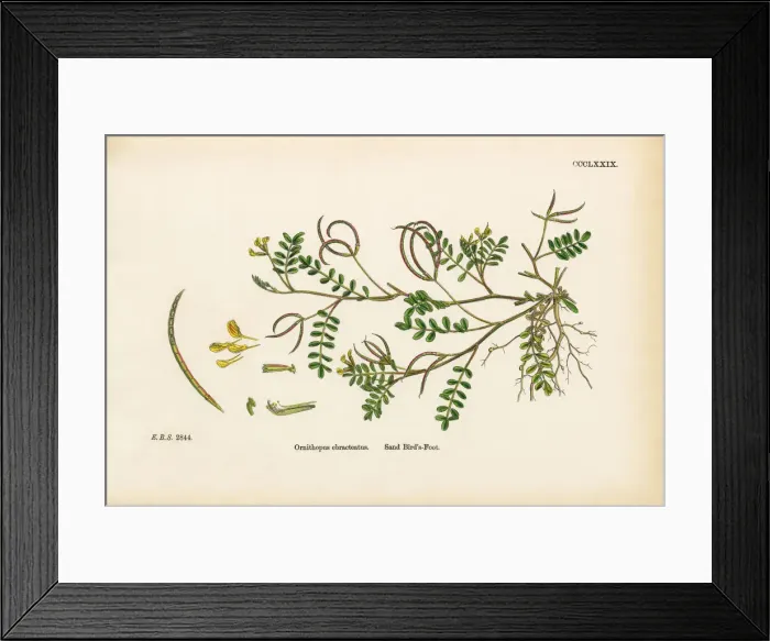 Framed Print : Sand Birdas Foot, Ornithopus ebracteatus, Victorian Botanical Illustration, 1863 Framed Print : Sand Birdas Foot, Ornithopus ebracteatus, Victorian Botanical Illustration, 1863