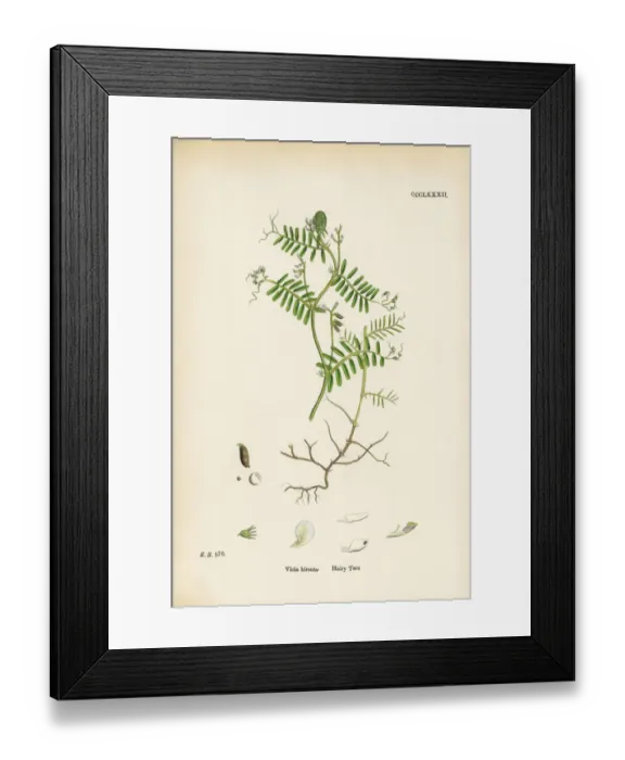 Framed Print : Hairy Tare, Vicia hirsuta, Victorian Botanical Illustration, 1863 Framed Print : Hairy Tare, Vicia hirsuta, Victorian Botanical Illustration, 1863