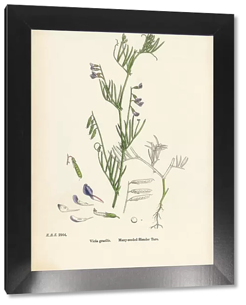 Many-seeded Slender Tare, Vicia gracilis, Victorian Botanical Illustration, 1863