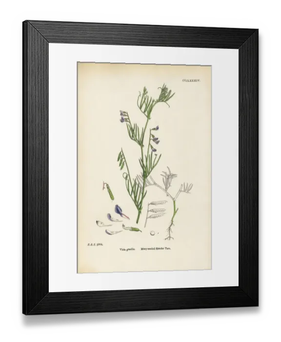 Framed Print : Many-seeded Slender Tare, Vicia gracilis, Victorian Botanical Illustration, 1863 Framed Print : Many-seeded Slender Tare, Vicia gracilis, Victorian Botanical Illustration, 1863