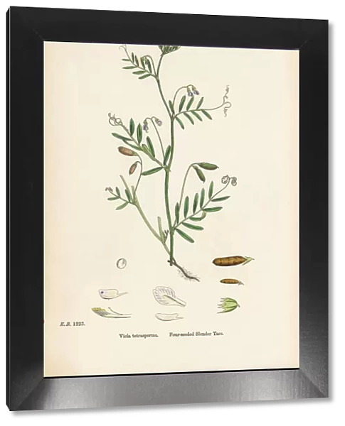 Four-seeded Slender Tare, Vicia tetrasperma, Victorian Botanical Illustration, 1863