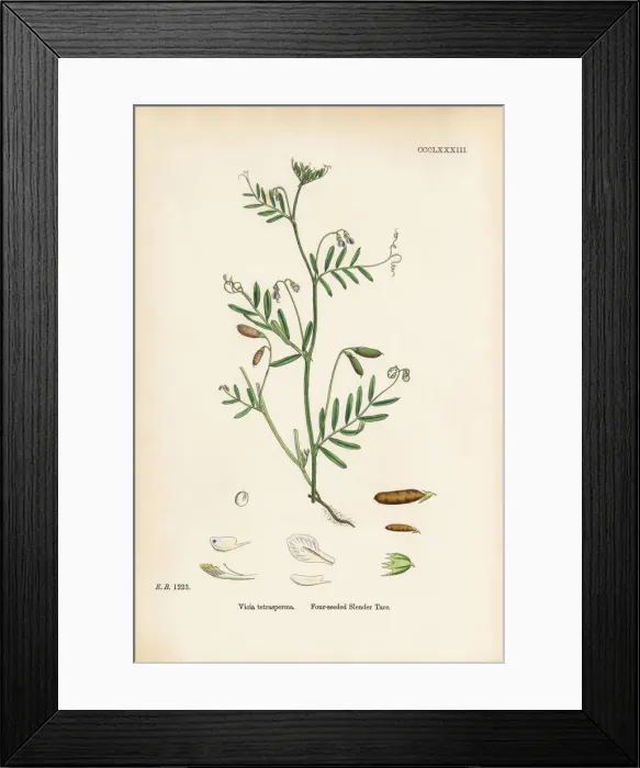 Framed Print : Four-seeded Slender Tare, Vicia tetrasperma, Victorian Botanical Illustration, 1863 Framed Print : Four-seeded Slender Tare, Vicia tetrasperma, Victorian Botanical Illustration, 1863
