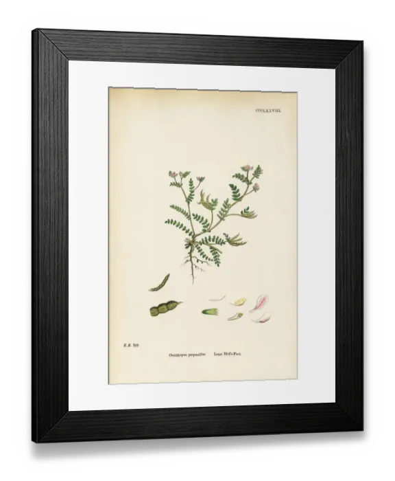 Framed Print : Least Birdas Foot, Ornithopus Perpusillus, Victorian Botanical Illustration, 1863 Framed Print : Least Birdas Foot, Ornithopus Perpusillus, Victorian Botanical Illustration, 1863