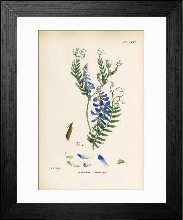 Framed Print : Tufted Vetch, Vicia Cracca, Victorian Botanical Illustration, 1863 Framed Print : Tufted Vetch, Vicia Cracca, Victorian Botanical Illustration, 1863
