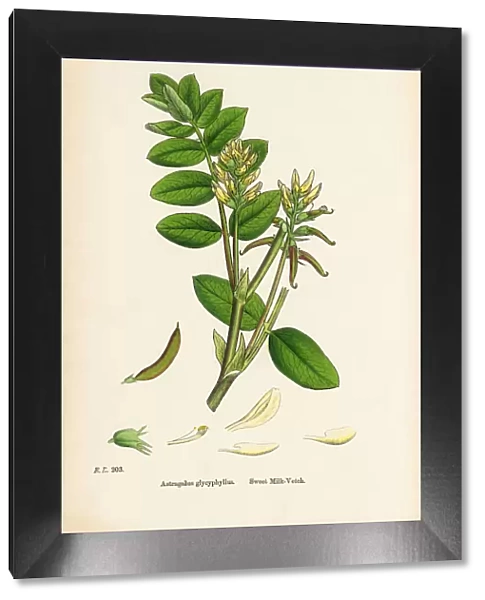 Sweet Milk Vetch, Astragalus bypoglottis, Victorian Botanical Illustration, 1863
