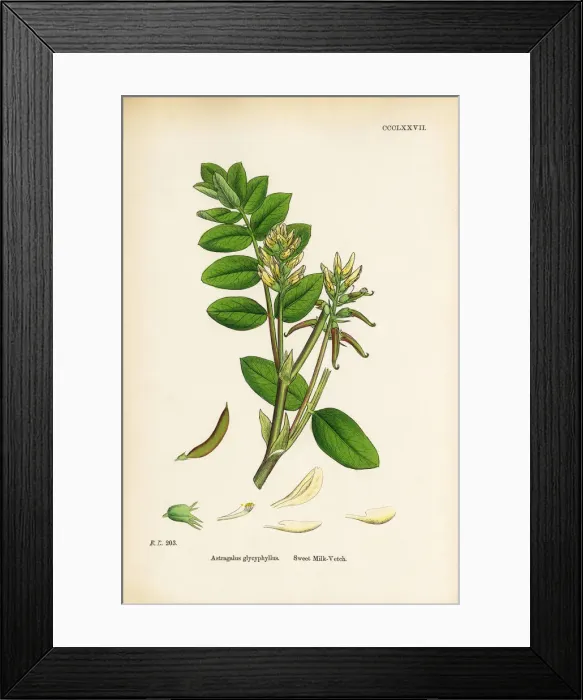 Framed Print : Sweet Milk Vetch, Astragalus bypoglottis, Victorian Botanical Illustration, 1863 Framed Print : Sweet Milk Vetch, Astragalus bypoglottis, Victorian Botanical Illustration, 1863