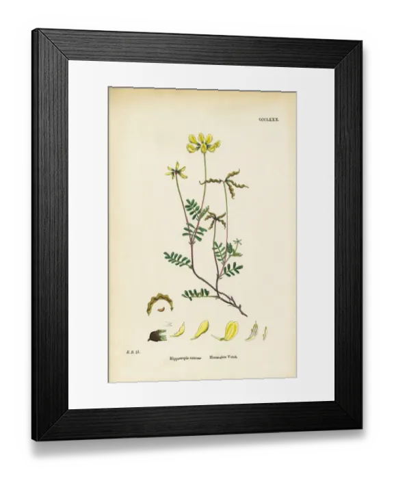 Framed Print : Horseshoe Vetch, Hippocrepis comoas, Victorian Botanical Illustration, 1863 Framed Print : Horseshoe Vetch, Hippocrepis comoas, Victorian Botanical Illustration, 1863