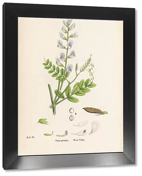 Wood Vetch, Vicia sylvatica, Victorian Botanical Illustration, 1863