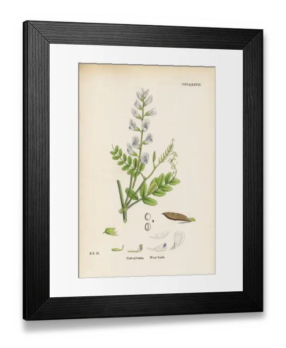 Framed Print : Wood Vetch, Vicia sylvatica, Victorian Botanical Illustration, 1863 Framed Print : Wood Vetch, Vicia sylvatica, Victorian Botanical Illustration, 1863
