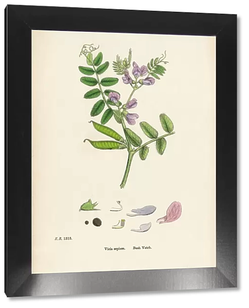 Bush Vetch, Vicia sepium, Victorian Botanical Illustration, 1863