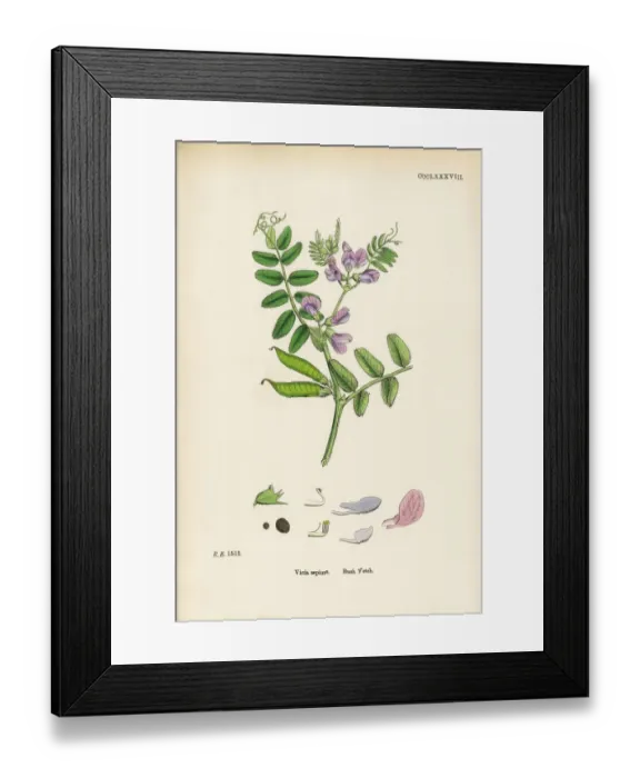 Framed Print : Bush Vetch, Vicia sepium, Victorian Botanical Illustration, 1863