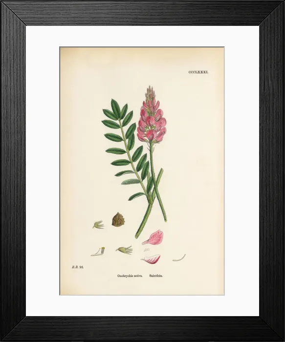 Framed Print : Saintfoin, Onobrychis sativa, Victorian Botanical Illustration, 1863 Framed Print : Saintfoin, Onobrychis sativa, Victorian Botanical Illustration, 1863