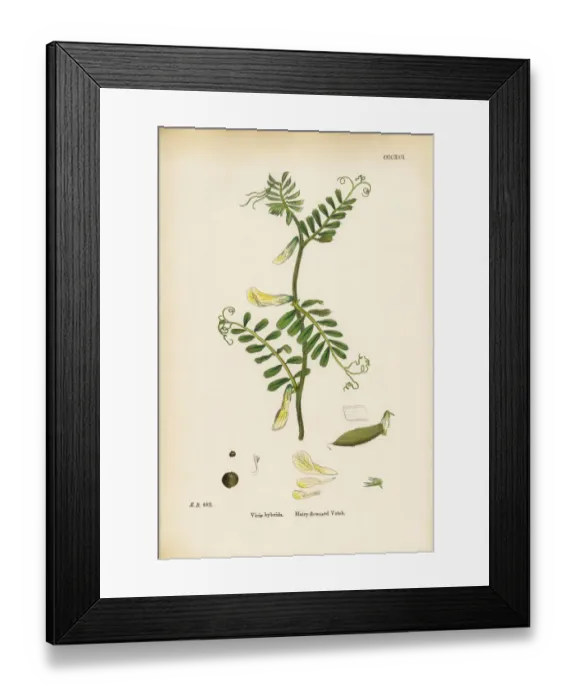 Framed Print : Hairy-flowered Vetch, Vicia hybrida, Victorian Botanical Illustration, 1863 Framed Print : Hairy-flowered Vetch, Vicia hybrida, Victorian Botanical Illustration, 1863