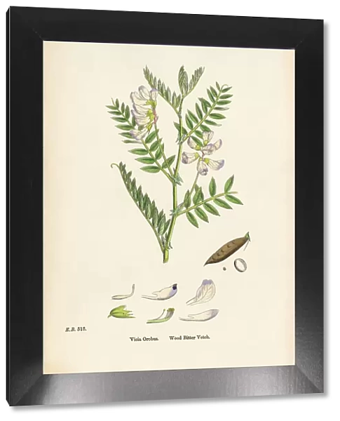 Wood Bitter Vetch, Vicia Orobus, Victorian Botanical Illustration, 1863