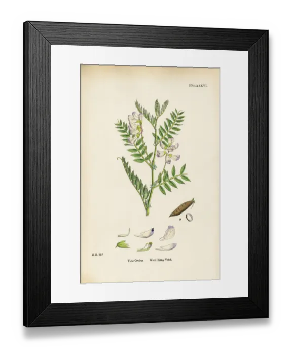Framed Print : Wood Bitter Vetch, Vicia Orobus, Victorian Botanical Illustration, 1863 Framed Print : Wood Bitter Vetch, Vicia Orobus, Victorian Botanical Illustration, 1863