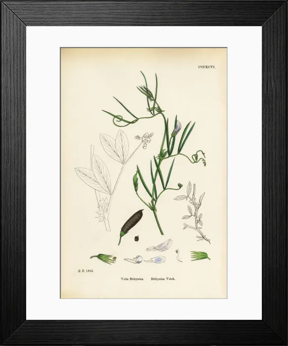 Framed Print : Bithynian Vetch, Vicia Bithynica, Victorian Botanical Illustration, 1863 Framed Print : Bithynian Vetch, Vicia Bithynica, Victorian Botanical Illustration, 1863