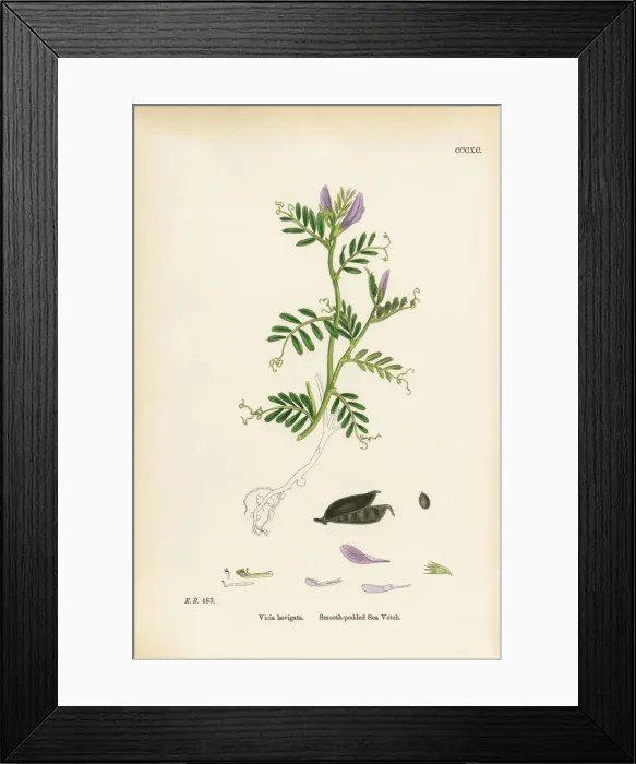 Framed Print : Smooth-podded Sea Vetch, Vicia laevigata, Victorian Botanical Illustration, 1863 Framed Print : Smooth-podded Sea Vetch, Vicia laevigata, Victorian Botanical Illustration, 1863