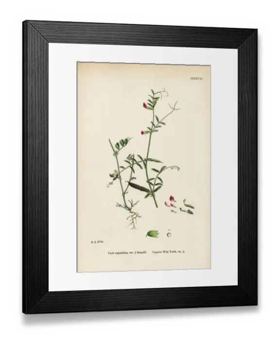 Framed Print : Common Wild Vetch, Vicia angustifolia, var. a Bobartii, Victorian Botanical Illustration, 1863 Framed Print : Common Wild Vetch, Vicia angustifolia, var. a Bobartii, Victorian Botanical Illustration, 1863