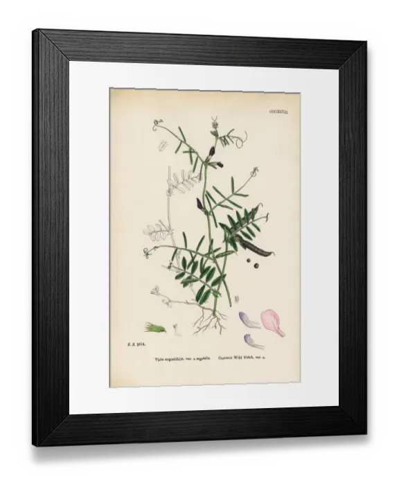 Framed Print : Common Wild Vetch, Vicia angustifolia, var. a segetalis, Victorian Botanical Illustration, 1863 Framed Print : Common Wild Vetch, Vicia angustifolia, var. a segetalis, Victorian Botanical Illustration, 1863