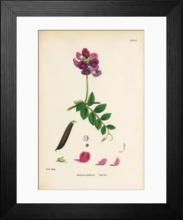 Framed Print : Sea Pea, Lathyrus maritimus, Victorian Botanical Illustration, 1863 Framed Print : Sea Pea, Lathyrus maritimus, Victorian Botanical Illustration, 1863