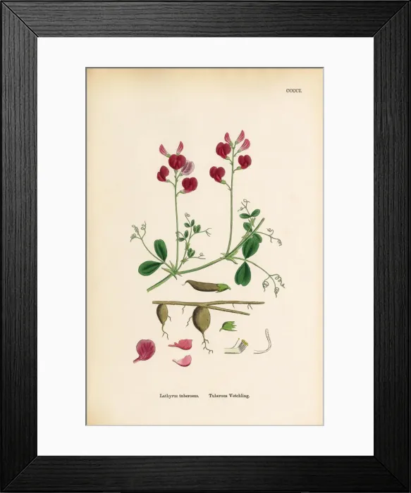 Framed Print : Tuberous Vetchling, Lathyrus tuberosus, Victorian Botanical Illustration, 1863