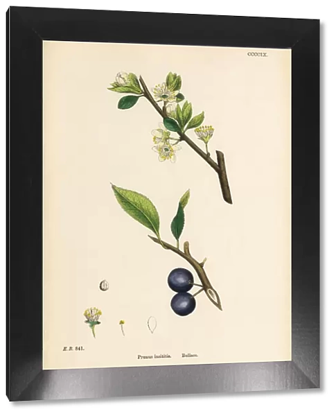 Bulace, Prunus insititia, Victorian Botanical Illustration, 1863