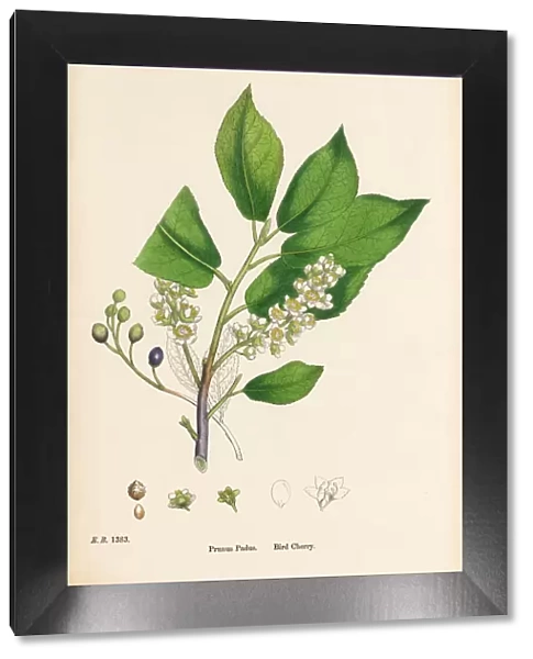 Bird Cherry, Prunus Padus, Victorian Botanical Illustration, 1863