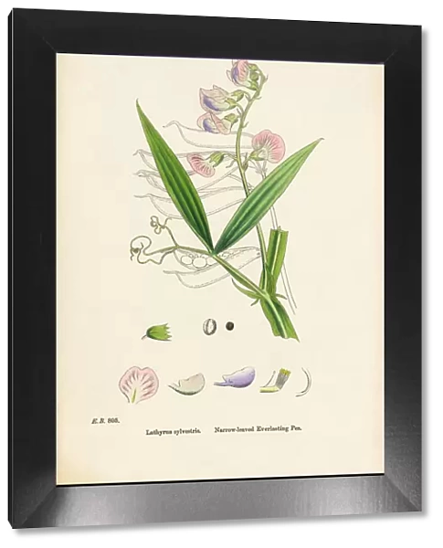 Narrow-leaved Everlasting Vetchling, Lathyrus sylvestris, Victorian Botanical Illustration, 1863
