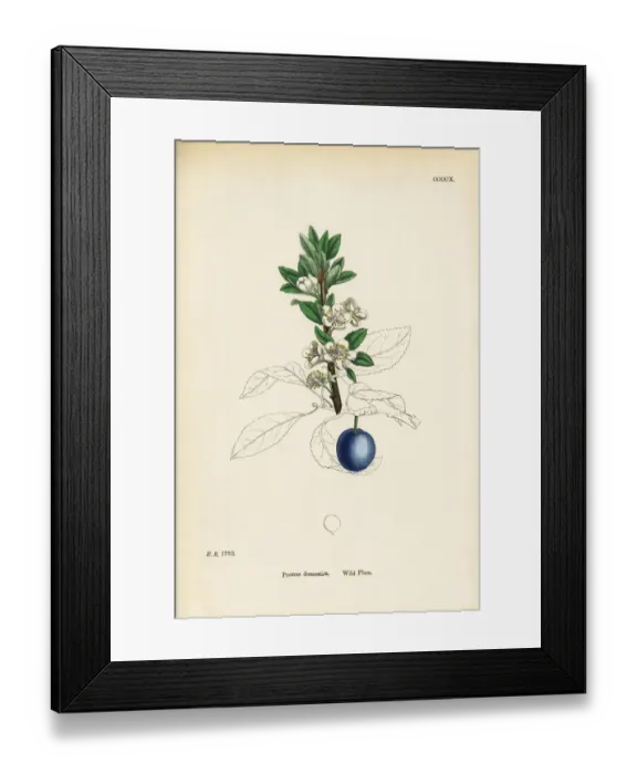 Framed Print : Wild Plum, Prunus domestica, Victorian Botanical Illustration, 1863 Framed Print : Wild Plum, Prunus domestica, Victorian Botanical Illustration, 1863