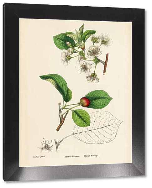 Dwarf Cherry, Prunus Cerasus, Victorian Botanical Illustration, 1863