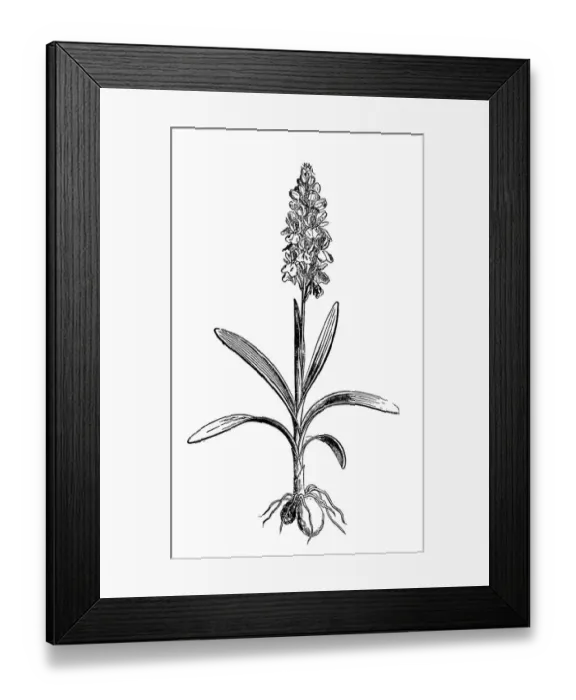 Framed Print : Orchis militaris, the military orchid Framed Print : Orchis militaris, the military orchid