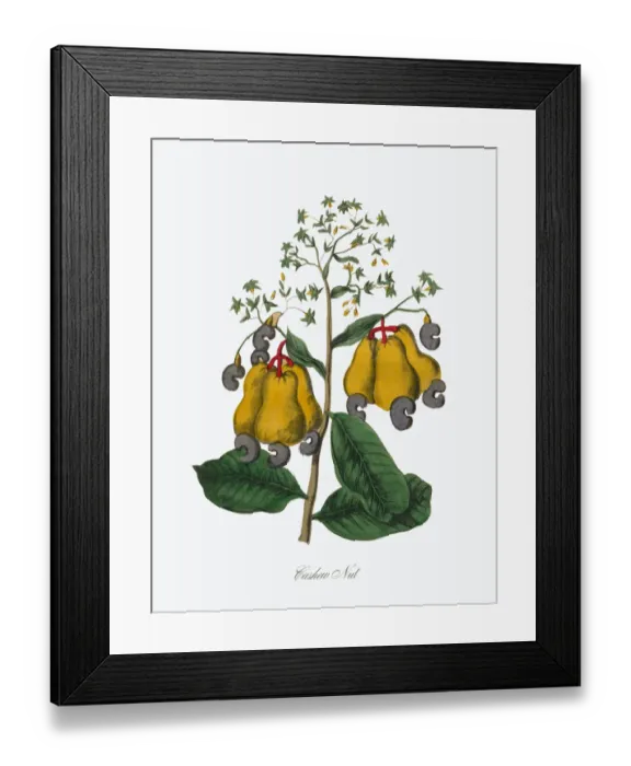 Framed Print : Cashew Nut Victorian Botanical Illustration Framed Print : Cashew Nut Victorian Botanical Illustration