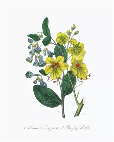 Lungwort and Cassia Victorian Botanical Illustration