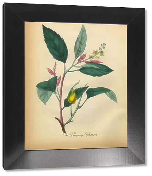 Purging Croton Victorian Botanical Illustration