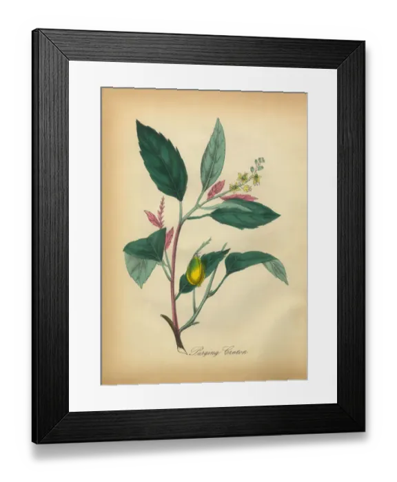 Framed Print : Purging Croton Victorian Botanical Illustration