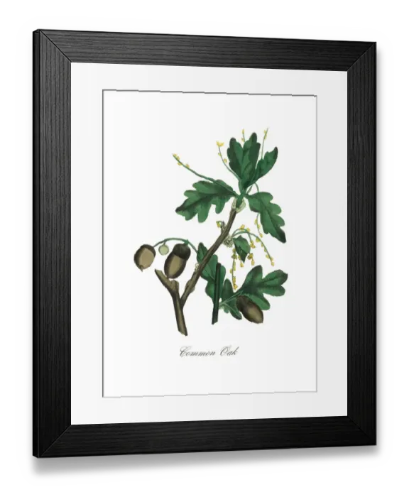 Framed Print : Common Oak Tree Victorian Botanical Illustration Framed Print : Common Oak Tree Victorian Botanical Illustration