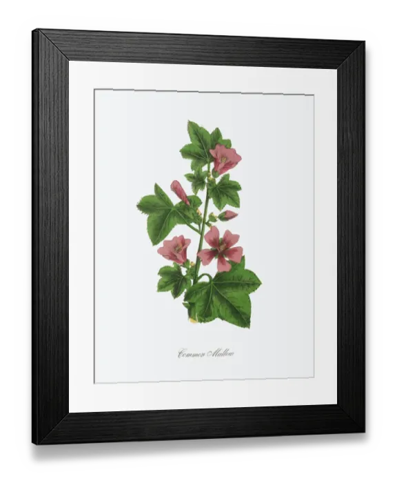 Framed Print : Common Mallow Victorian Botanical Illustration Framed Print : Common Mallow Victorian Botanical Illustration