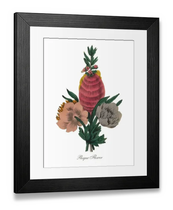 Framed Print : Pasque Flower Victorian Botanical Illustration Framed Print : Pasque Flower Victorian Botanical Illustration