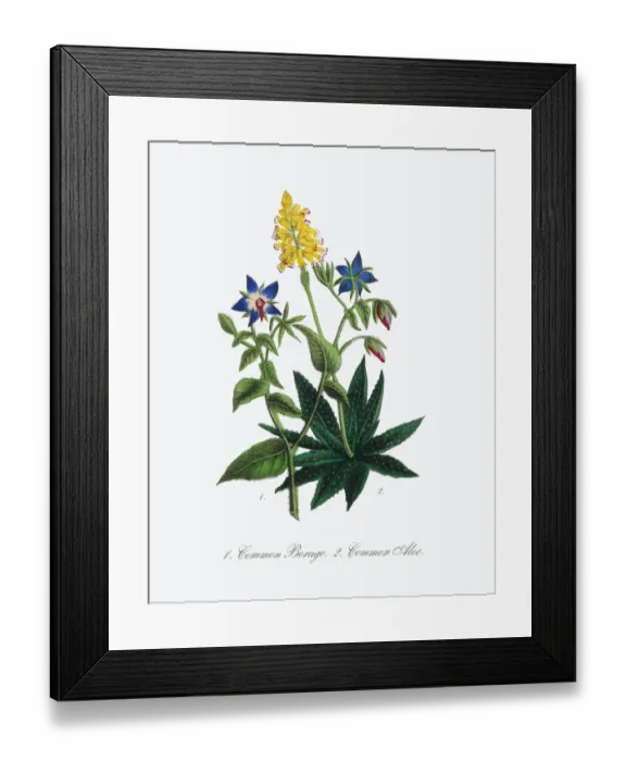 Framed Print : Borage and Aloe Victorian Botanical Illustration Framed Print : Borage and Aloe Victorian Botanical Illustration