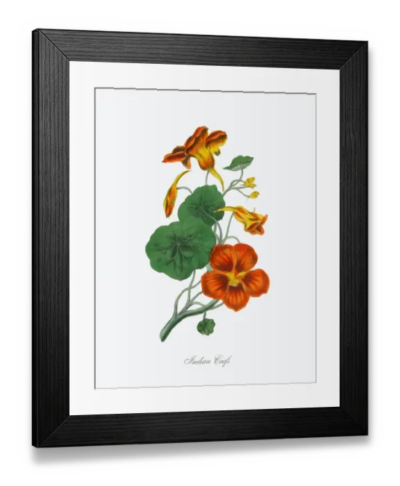 Framed Print : Indian Crefs Victorian Botanical Illustration Framed Print : Indian Crefs Victorian Botanical Illustration