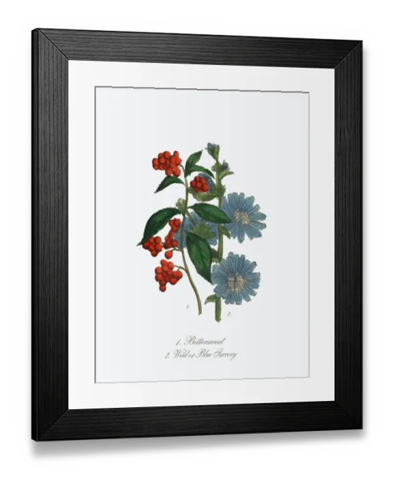 Framed Print : Bittersweet and Blue Succory Victorian Botanical Illustration Framed Print : Bittersweet and Blue Succory Victorian Botanical Illustration