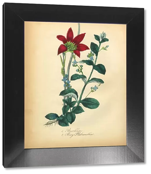 Brooklime and Rosy Flabranthus Victorian Botanical Illustration