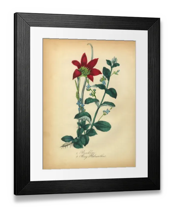 Framed Print : Brooklime and Rosy Flabranthus Victorian Botanical Illustration Framed Print : Brooklime and Rosy Flabranthus Victorian Botanical Illustration