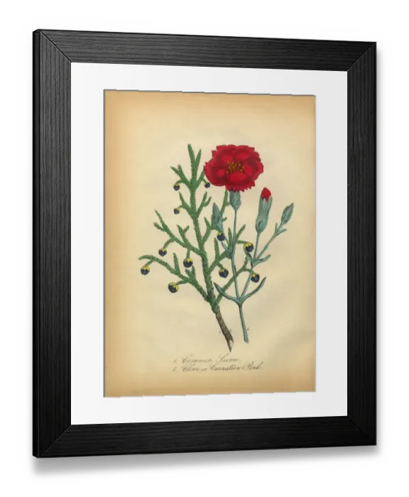 Framed Print : Savine and Clove or Carnation Victorian Botanical Illustration Framed Print : Savine and Clove or Carnation Victorian Botanical Illustration