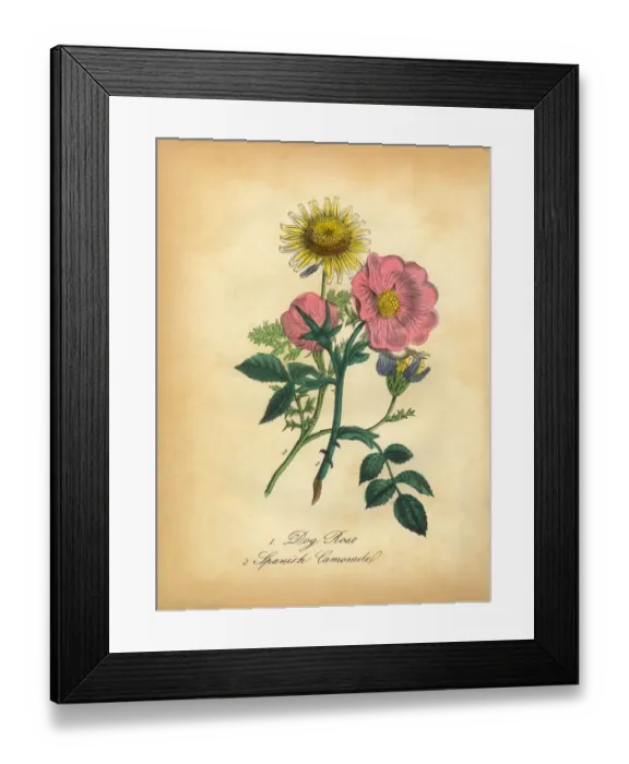 Framed Print : Dog Rose and Spanish Camomile Victorian Botanical Illustration