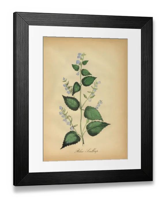 Framed Print : Blue Skullcap Flower Victorian Botanical Illustration Framed Print : Blue Skullcap Flower Victorian Botanical Illustration