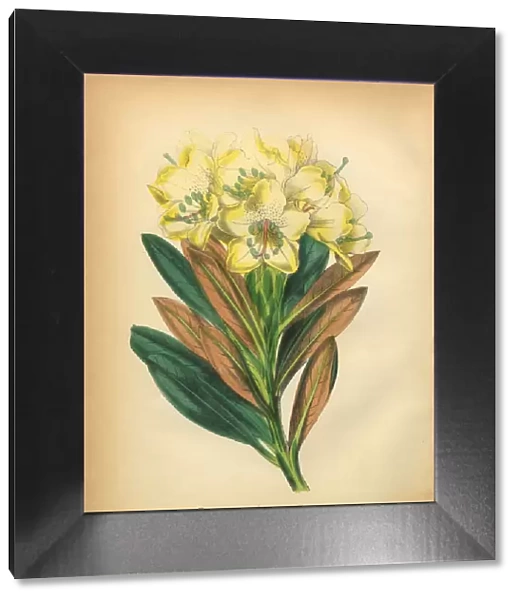 Yellow Flowered Rhodeodendron Victorian Botanical Illustration