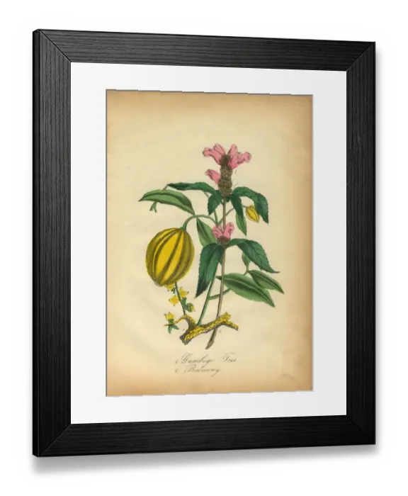 Framed Print : Gamboge Tree and Balmony Victorian Botanical Illustration Framed Print : Gamboge Tree and Balmony Victorian Botanical Illustration