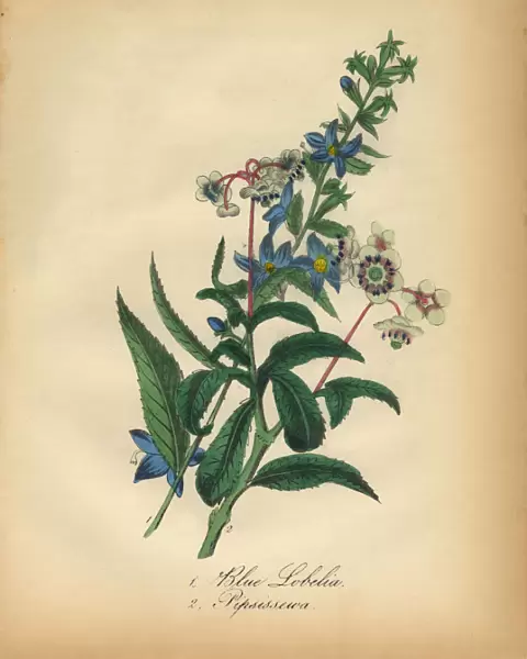Blue Lobelia and Pipsissewa Victorian Botanical Illustration