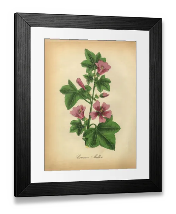 Framed Print : Common Mallow Victorian Botanical Illustration Framed Print : Common Mallow Victorian Botanical Illustration